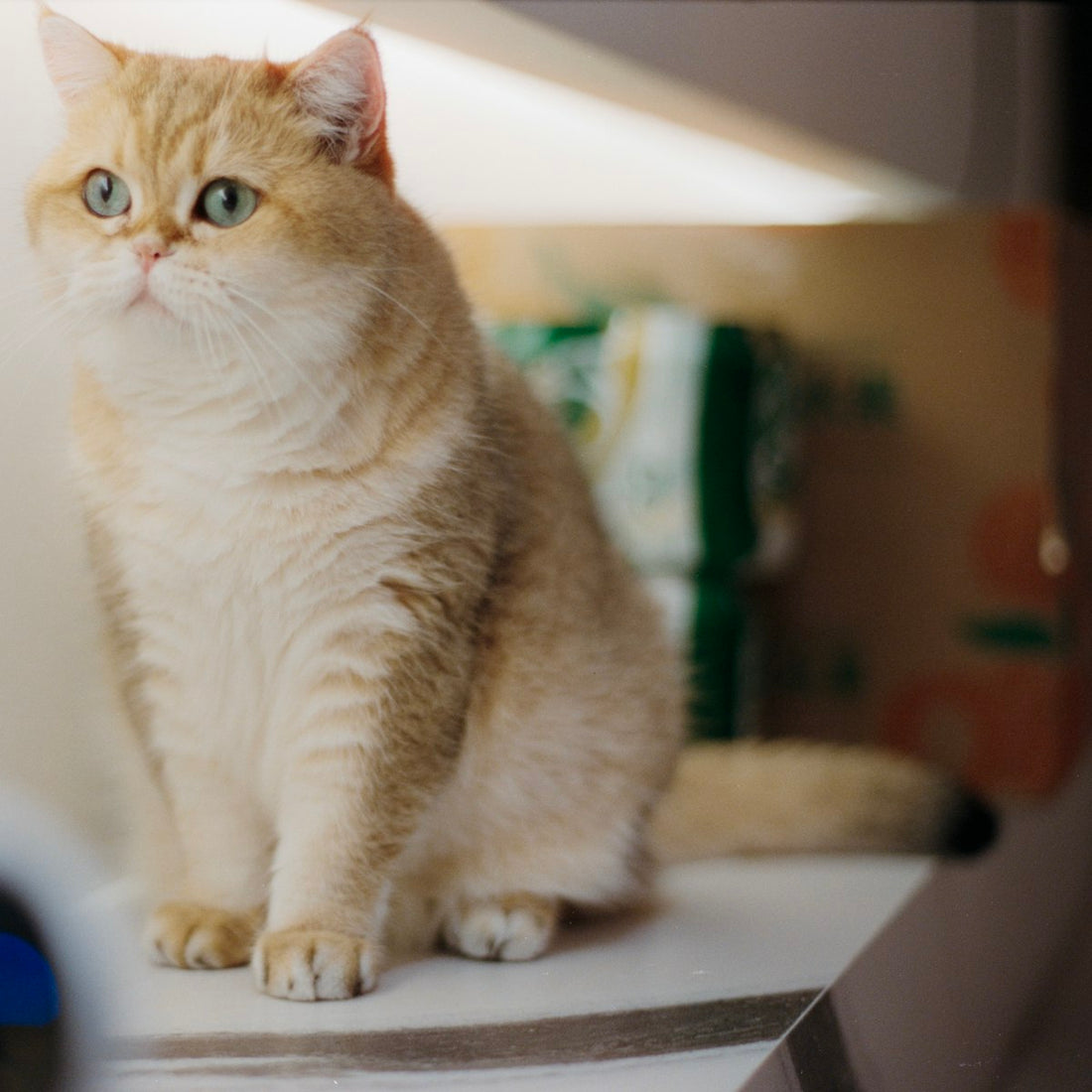 A cat sitting safely at home, relevant to keeping pets safe around salt lamps